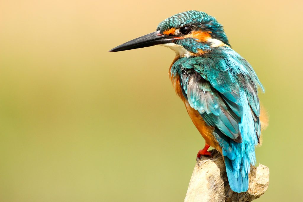 Ein Eisvogel blickt zur Seite.