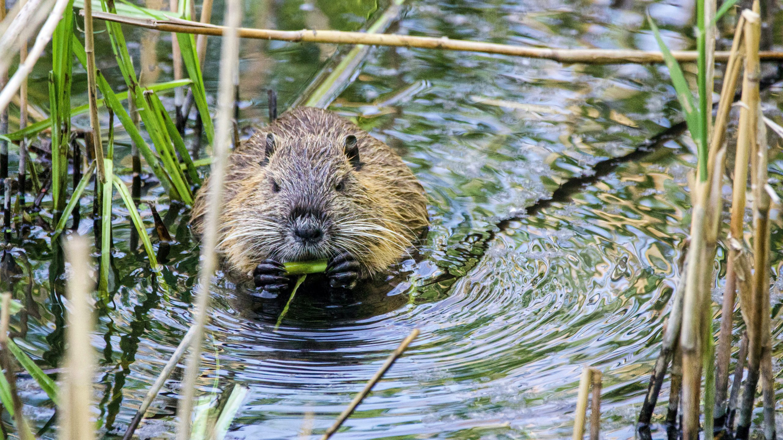 Ein Biber im Wasser. Es gibt Schaltflächen, über die man Informationen über Vögel und Biber abrufen kann.