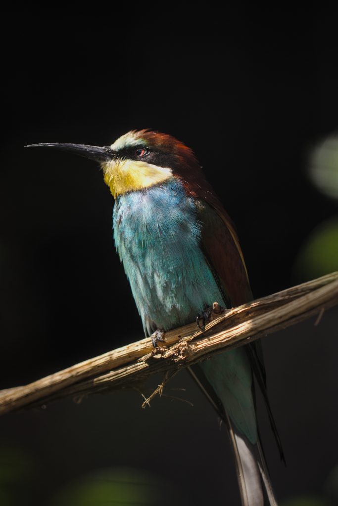 Bee-eater resting on a branch in the shadows.