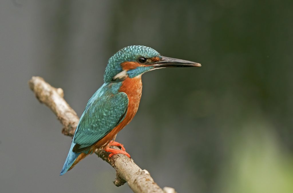 Ein Eisvogel sitzt auf einem Ast. Er ist auf der Oberseite schillernd blau und auf der Unterseite orange. Die Unterseiten zu den unterschiedlichen Vögel-Arten befinden sich auf Schaltflächen, die zur Auswahl stehen.