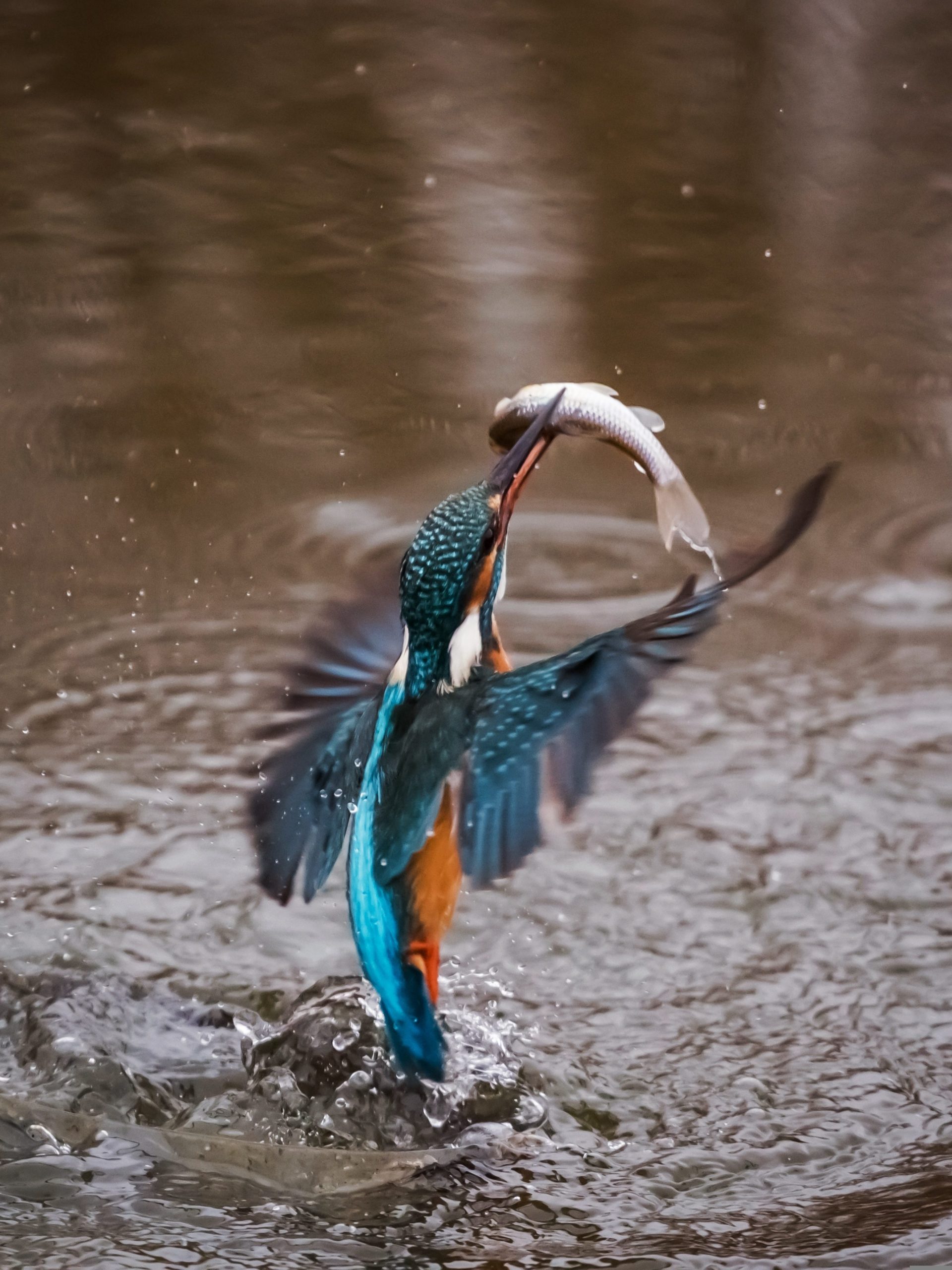 Ein Eisvogel hat soeben einen Fisch gefangen und steigt aus dem Wasser empor.