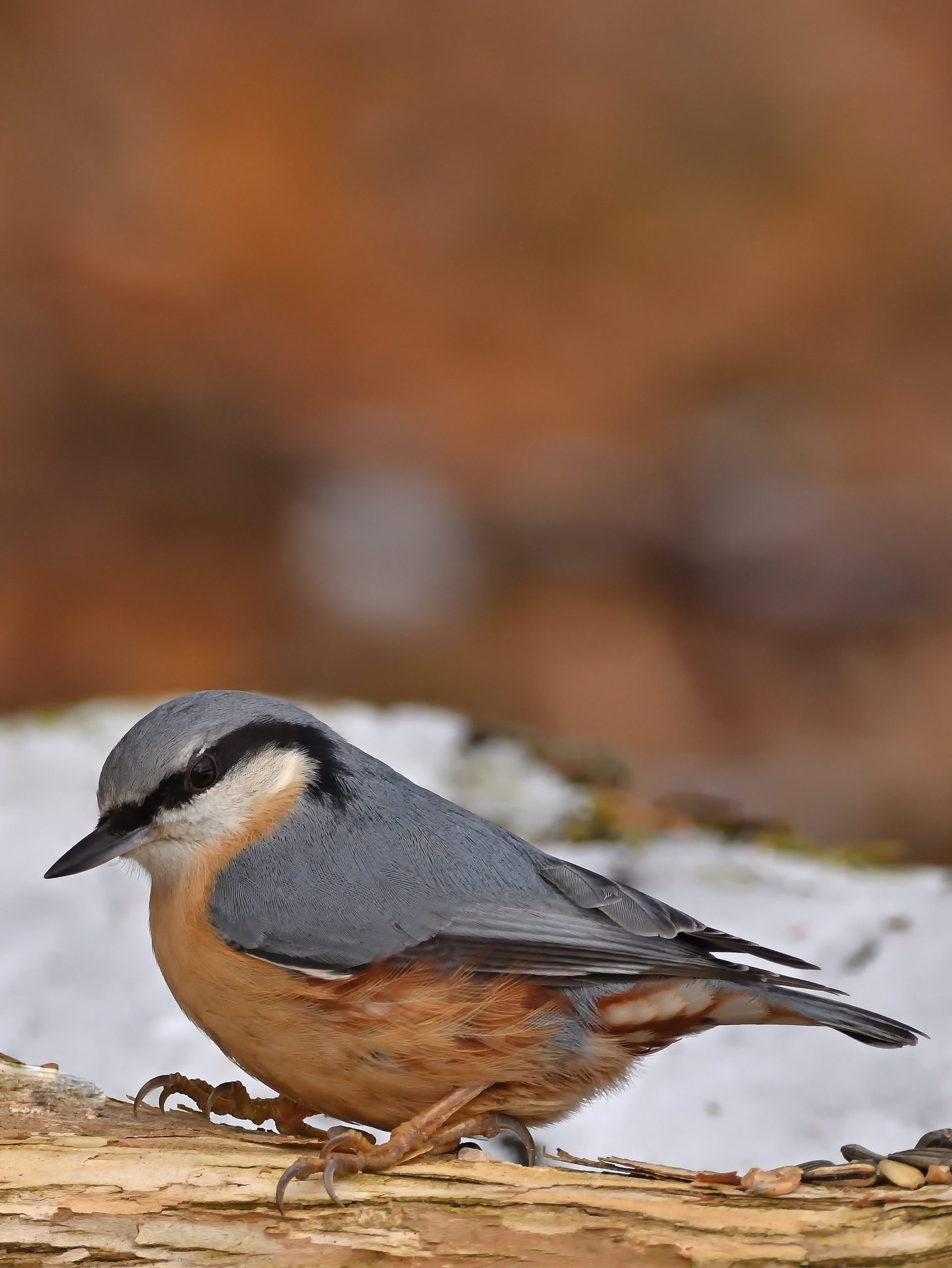 Nuthatch on a piece of wood.
