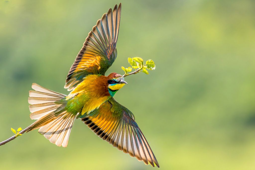 Bienenfresser im Flug.