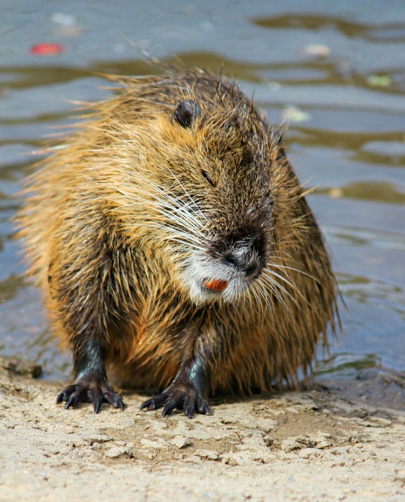Beaver sits on the waterfront.