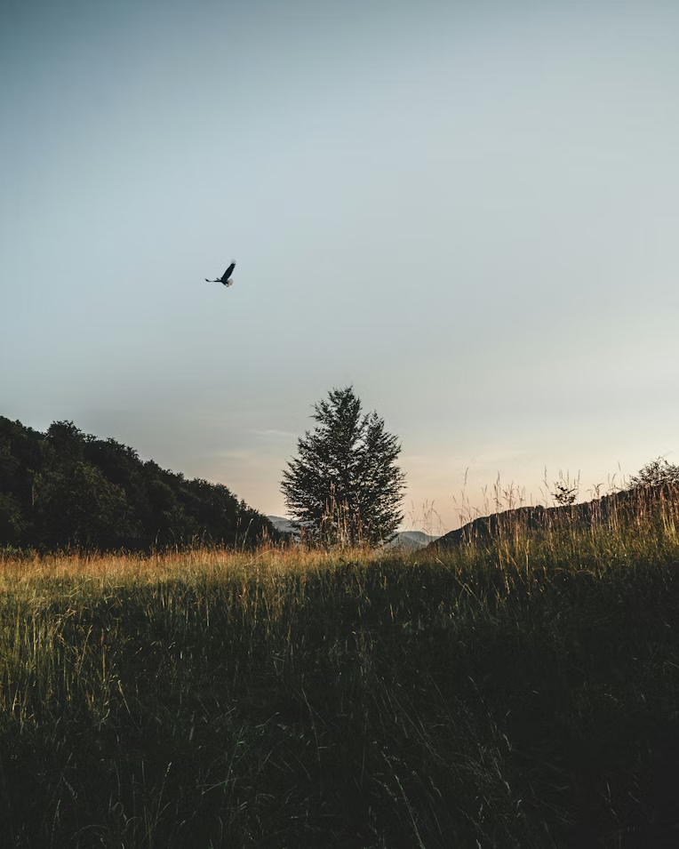 Birdwatching with a bird flying over a natural landscape.