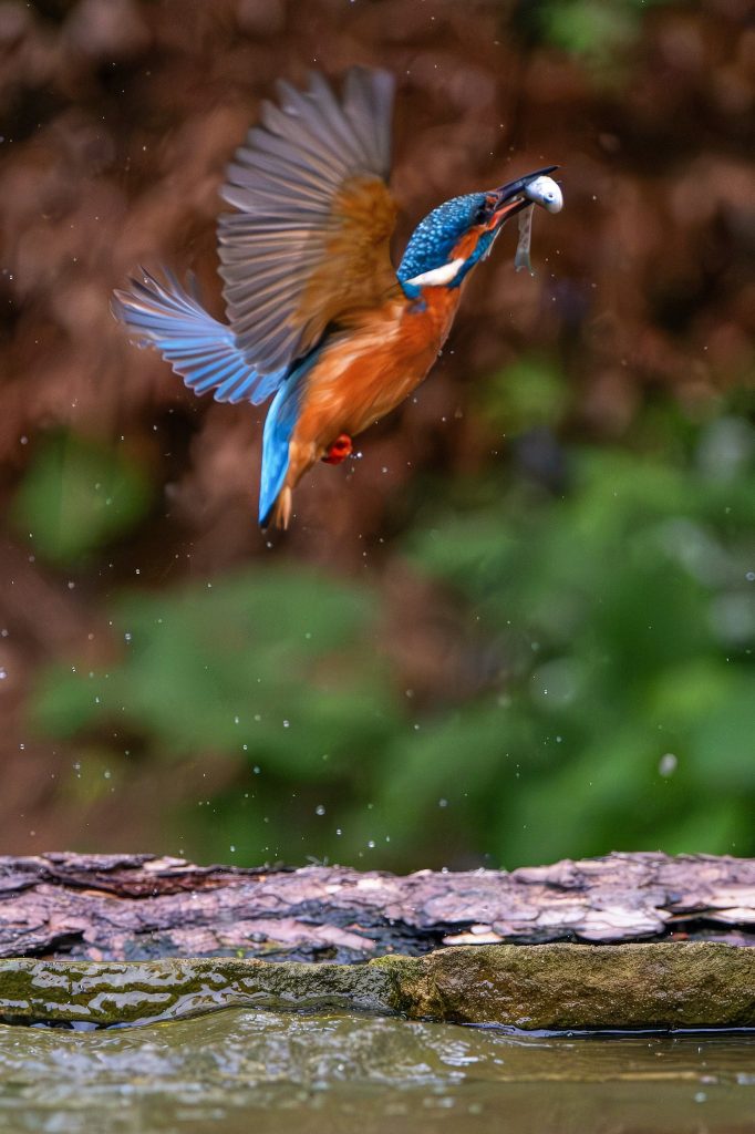 Ein Eisvogel fliegt mit Beute im Schnabel davon.