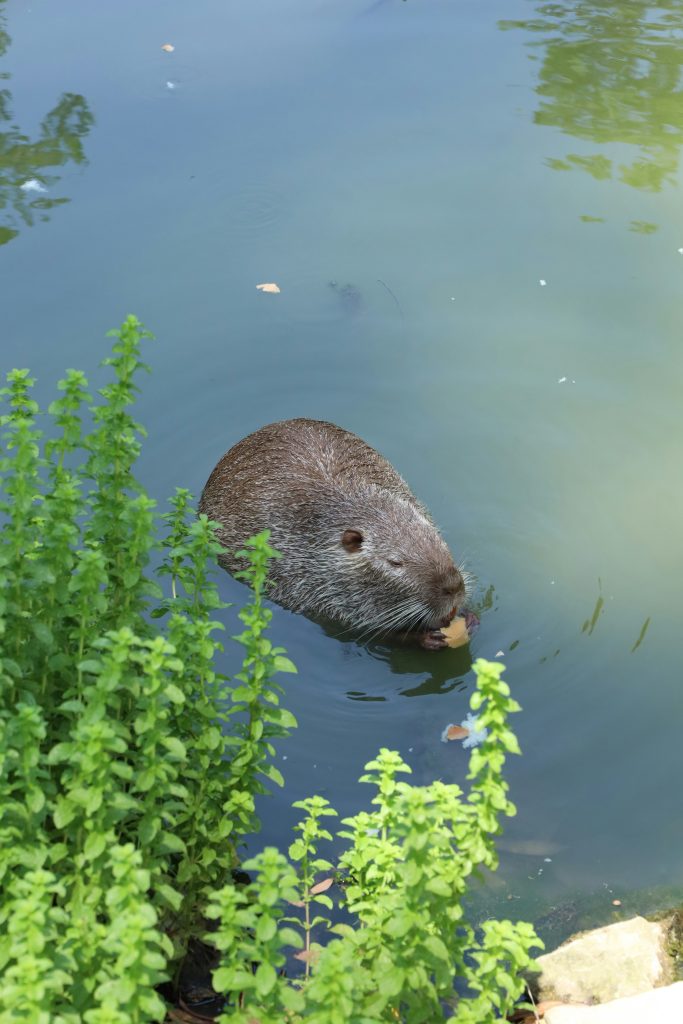 Ein Biber sitzt im flachen Wasser und knabbert an einem Stückchen Holz.