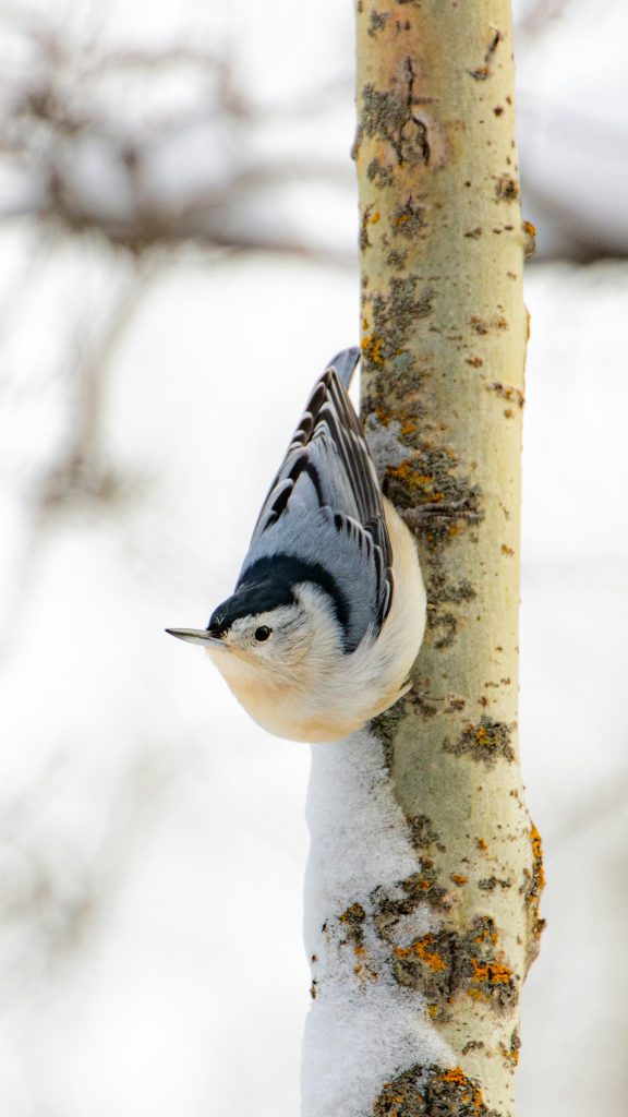 Kleiber an einem Baumstamm in winterlicher Umgebung.